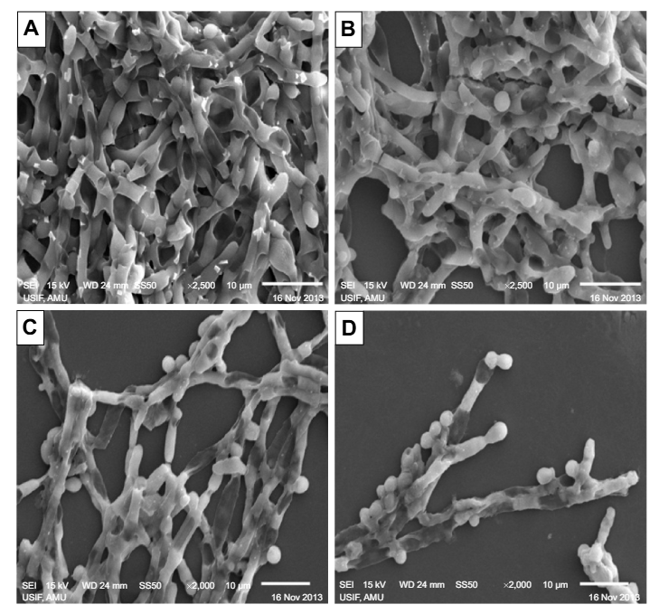 Fig. 2 Scanning electron micrographs of inhibition of Candida albicans biofilm mediated by the AmB–PGA formulation. (Urimi D, <i>et al</i>. 2019)